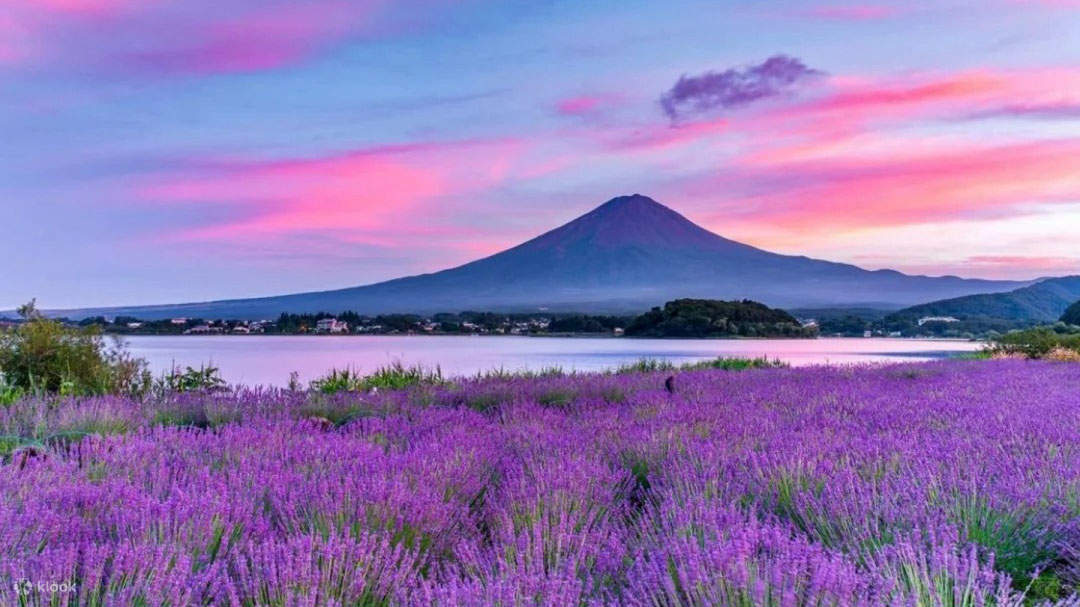 Mount Fuji Cherry Blossoms Hakone One Day Tour Lake Kawaguchi Oishi mount-fuji-cherry-blossoms-hakone-one-day-tour-lake-kawaguchi-oishi